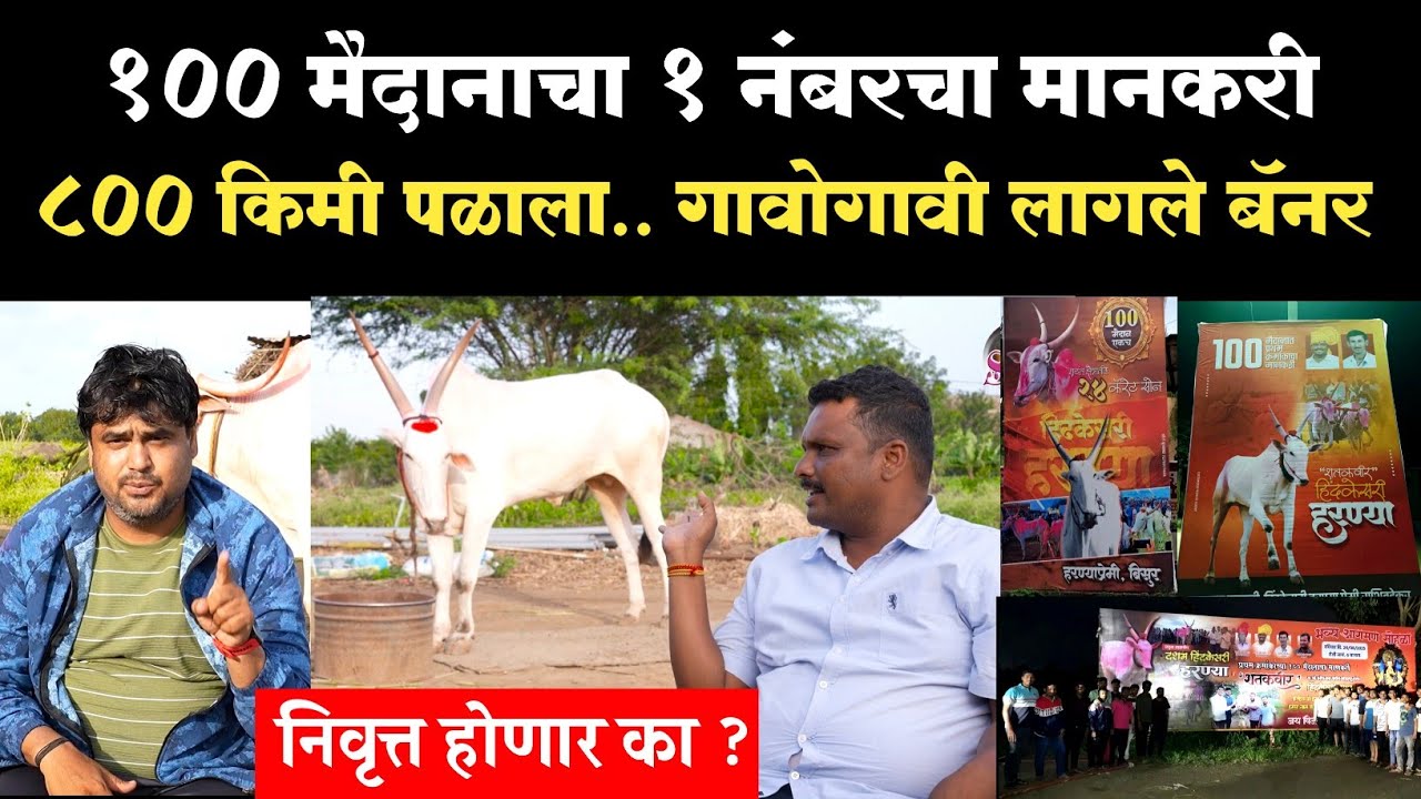 हरण्या शतकवीर झाल्यानंतर काय बोलले संदीप पाटील |Haranya bailachi mulakhat 2025