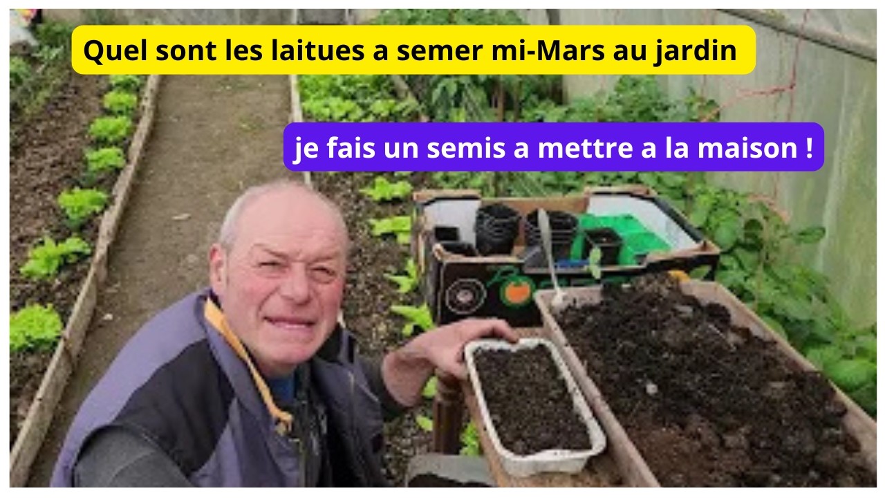 Quels sont les laitues que vous pouvez semer  mi-mars ?