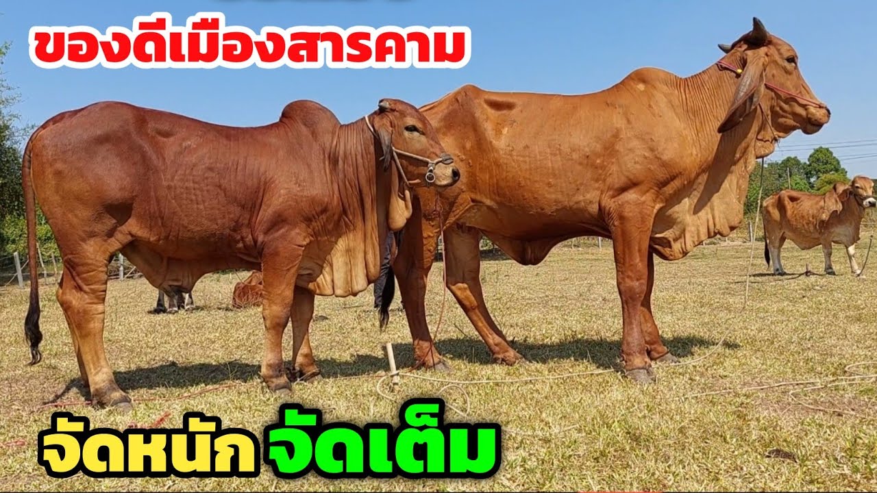 ของดีเมืองสารคาม วัวงามจัดหนักจัดเต็ม คอกพ่อสิทธิ์ | 1 ก.พ.69 