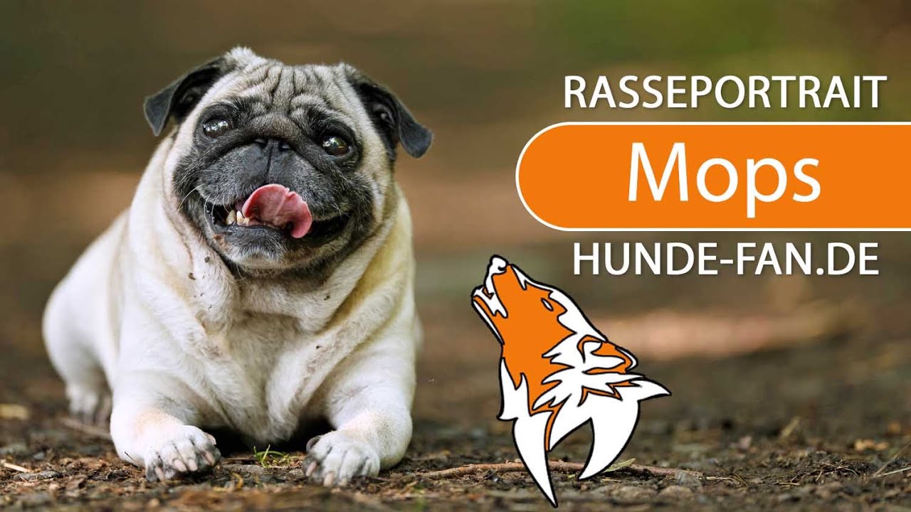 ► Mops [2019] Rasse, Aussehen & Charakter