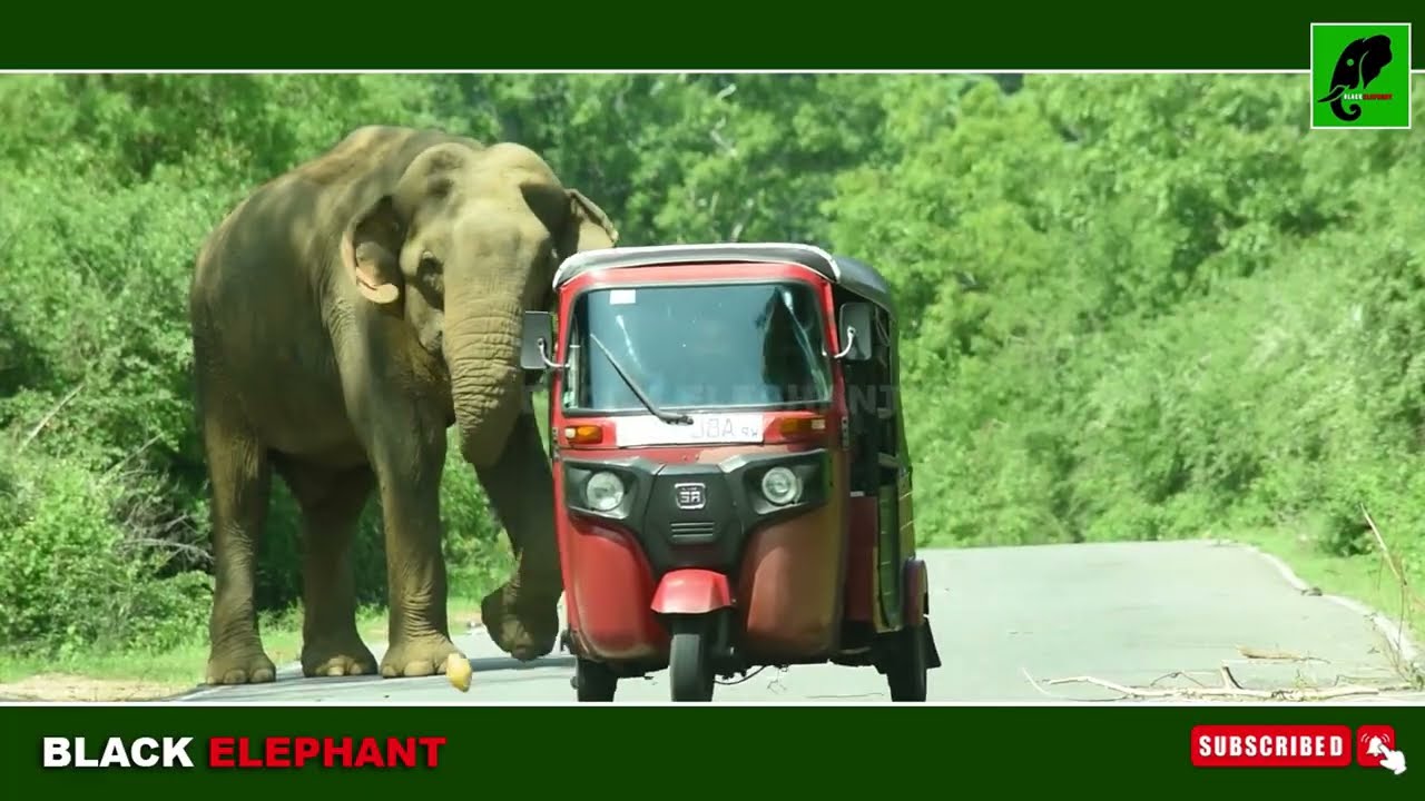 Massive Wild Elephant Creates Chaos on the Road |Tourists Shocked by Real Encounter #elephantattack
