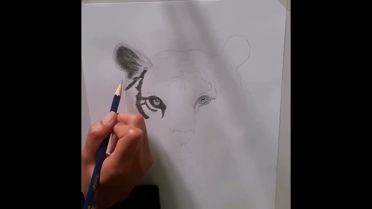 How to Draw a Tiger professionally?