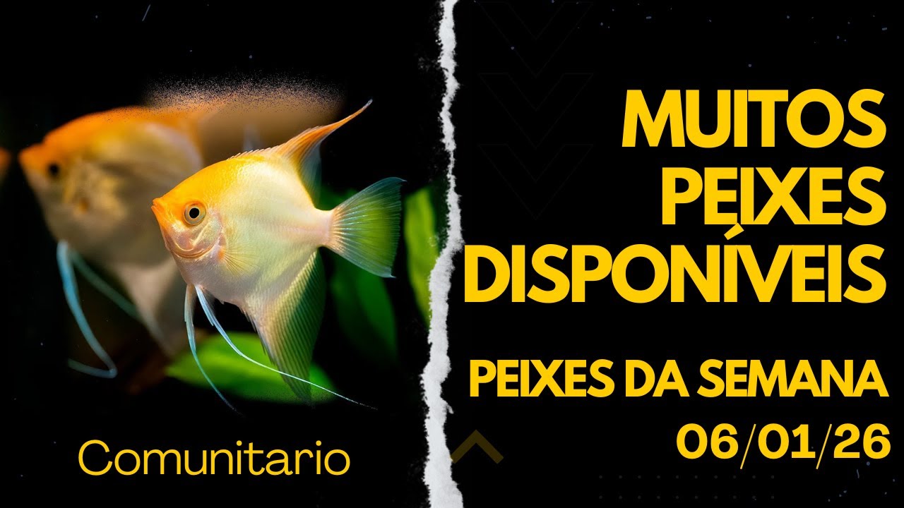 Ano Novo, Peixes Novos! Confira Quantas Novidades de Peixes que Recebemos!