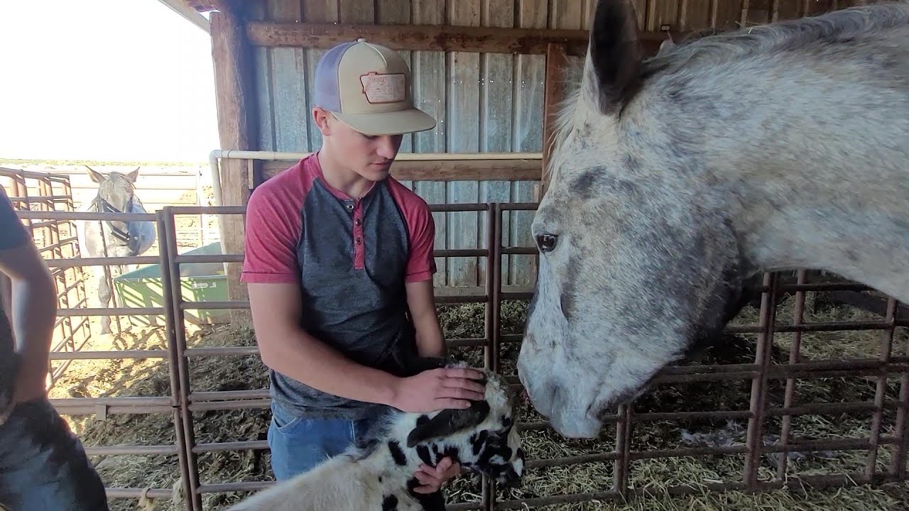 Big Spots, Bigger Love: Meet Our Adorable Baby Mule and Its Protective Mom
