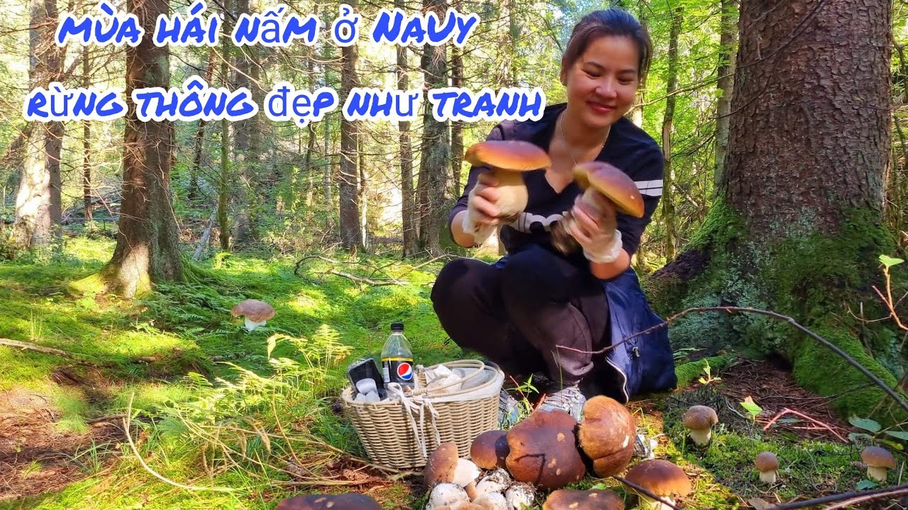 536🇧🇻Đi hái nấm trúng được1 ổ nấm ( Steinsopp) ,Bắt gặp khung cảnh đẹp như tranh ở trong rừng Na Uy