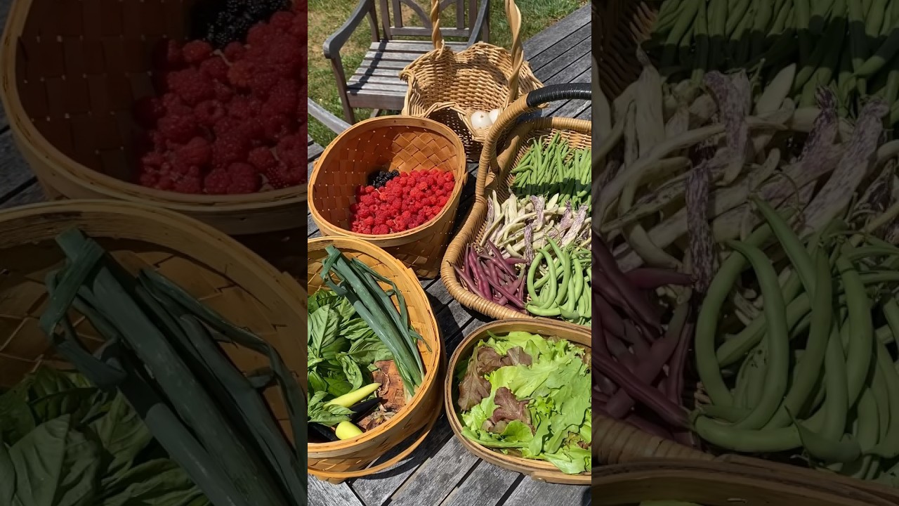 Garden harvest #gardenharvest #garden #gardening #harvest #backyardharvest #growyourownfood