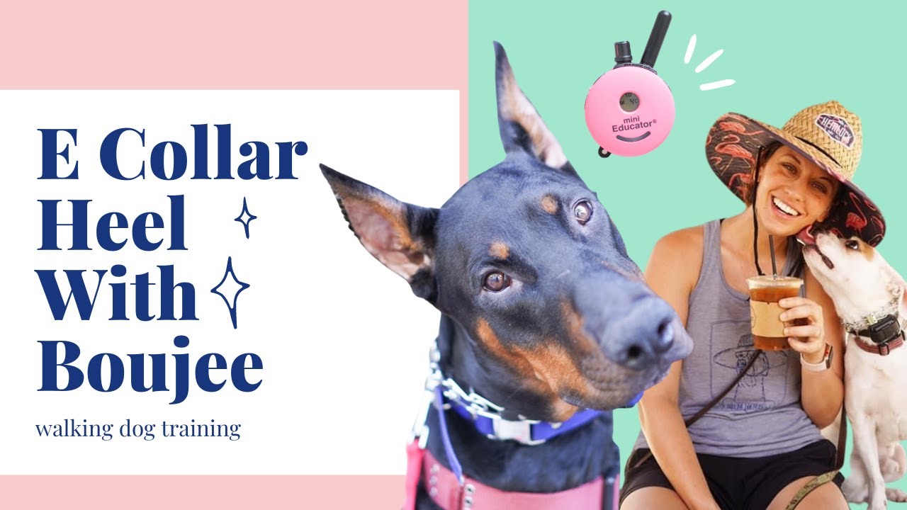 E Collar Heel With Boujee The Dobie