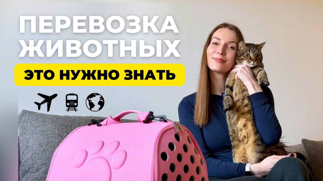 Перевозка животных: самый полный гайд