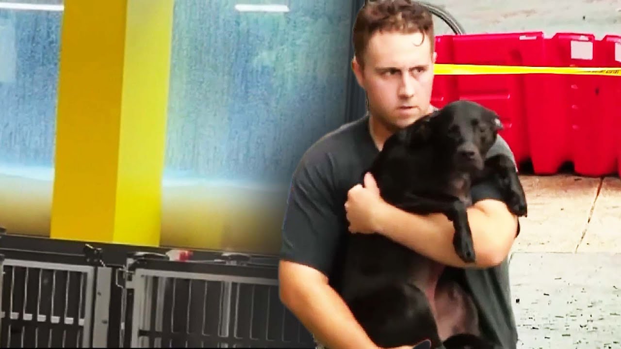 Flash Floods Kill 10 Pets Inside Doggie Day Care Center
