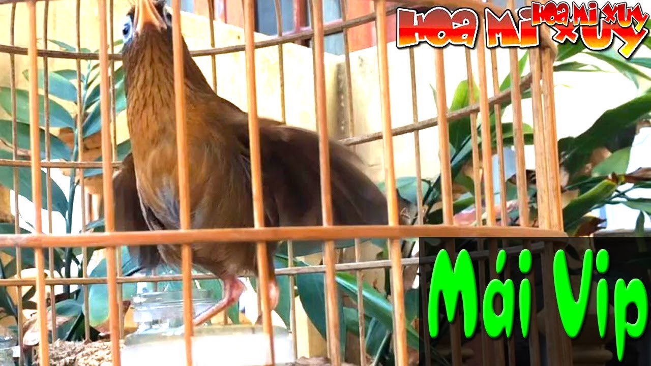 Họa mi mái Lạng Sơn siêu xùy kích trống buổi sáng nhanh nhất hiệu quả cả ngày
