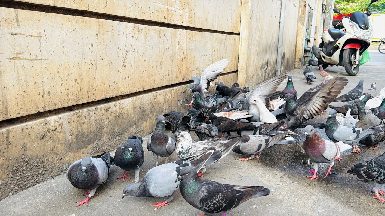 Come down to find food for the pigeons.
