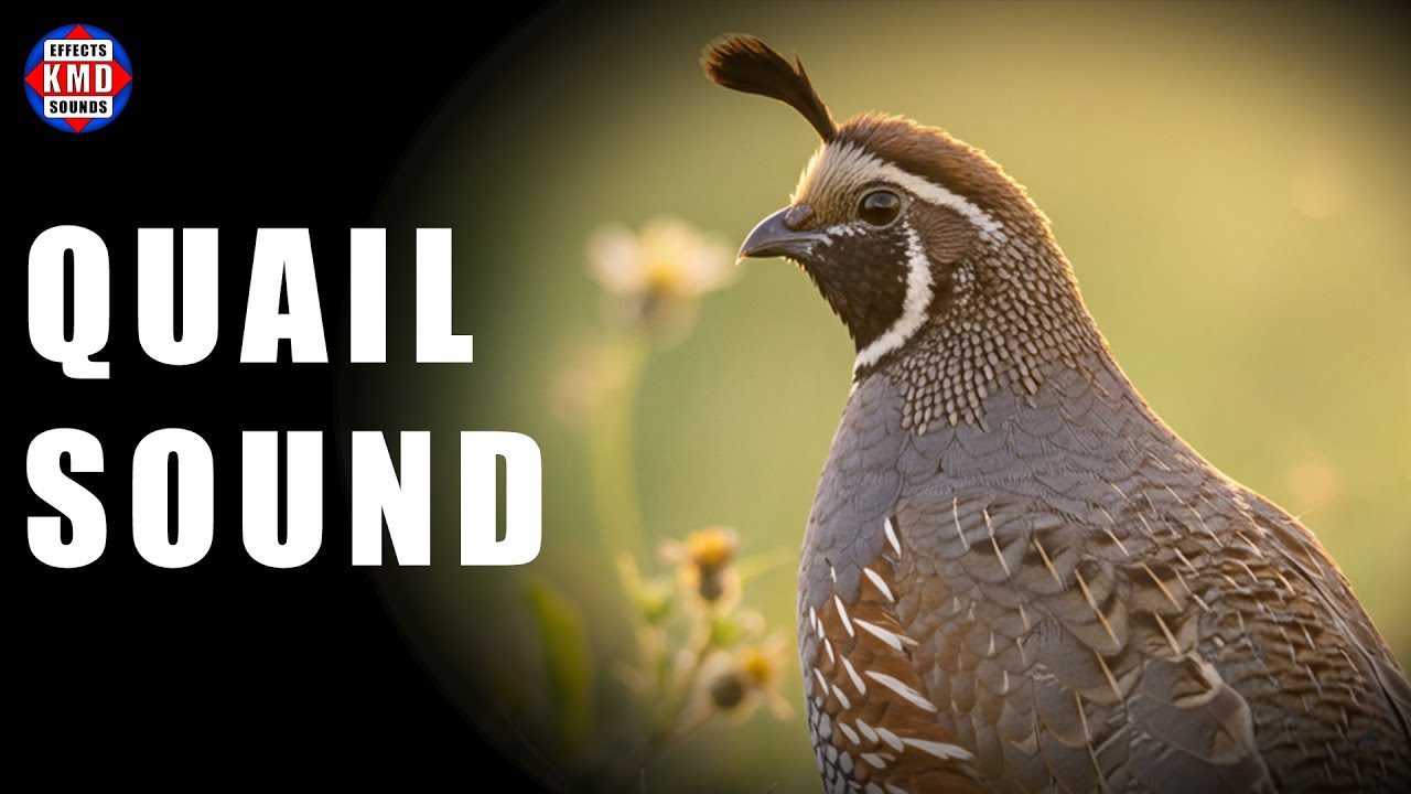 QUAIL SOUND - ANIMAL SOUNDS - Sound Effects