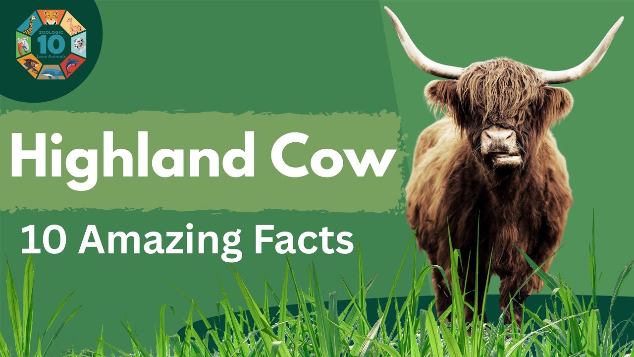 Highland Cow Facts | Scotland’s Gentle Giant | 10 Amazing Highland Cattle Facts | Zoologic10