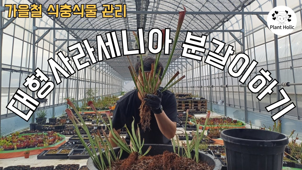 식충식물 사라세니아 분갈이하기
