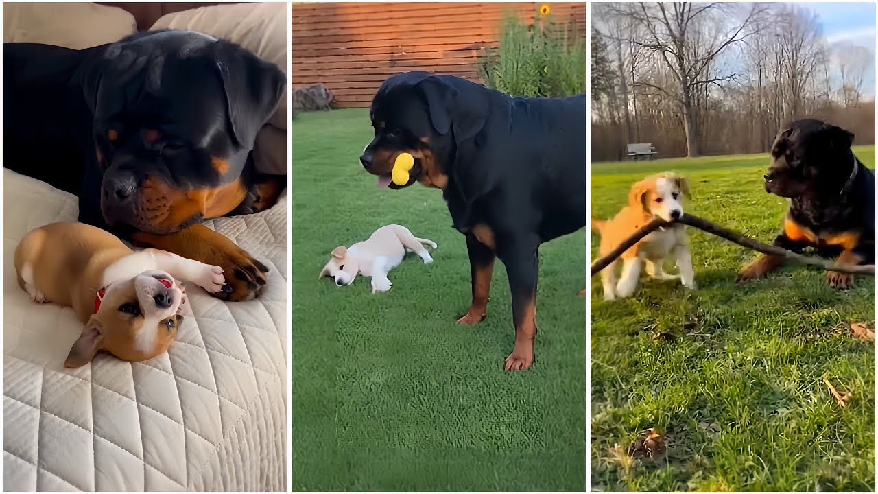 Try Not to Laugh challenge Part 01: Funniest Chihuahua vs Rottweiler Moment EVER! 😂