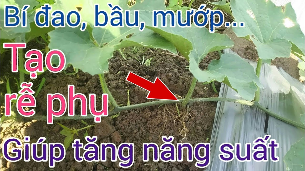Kỹ thuật trồng bí đao SH 65: Tạo rễ phụ giúp trái bí mau lớn, tăng năng suất-BÙI THANH NGOAN.
