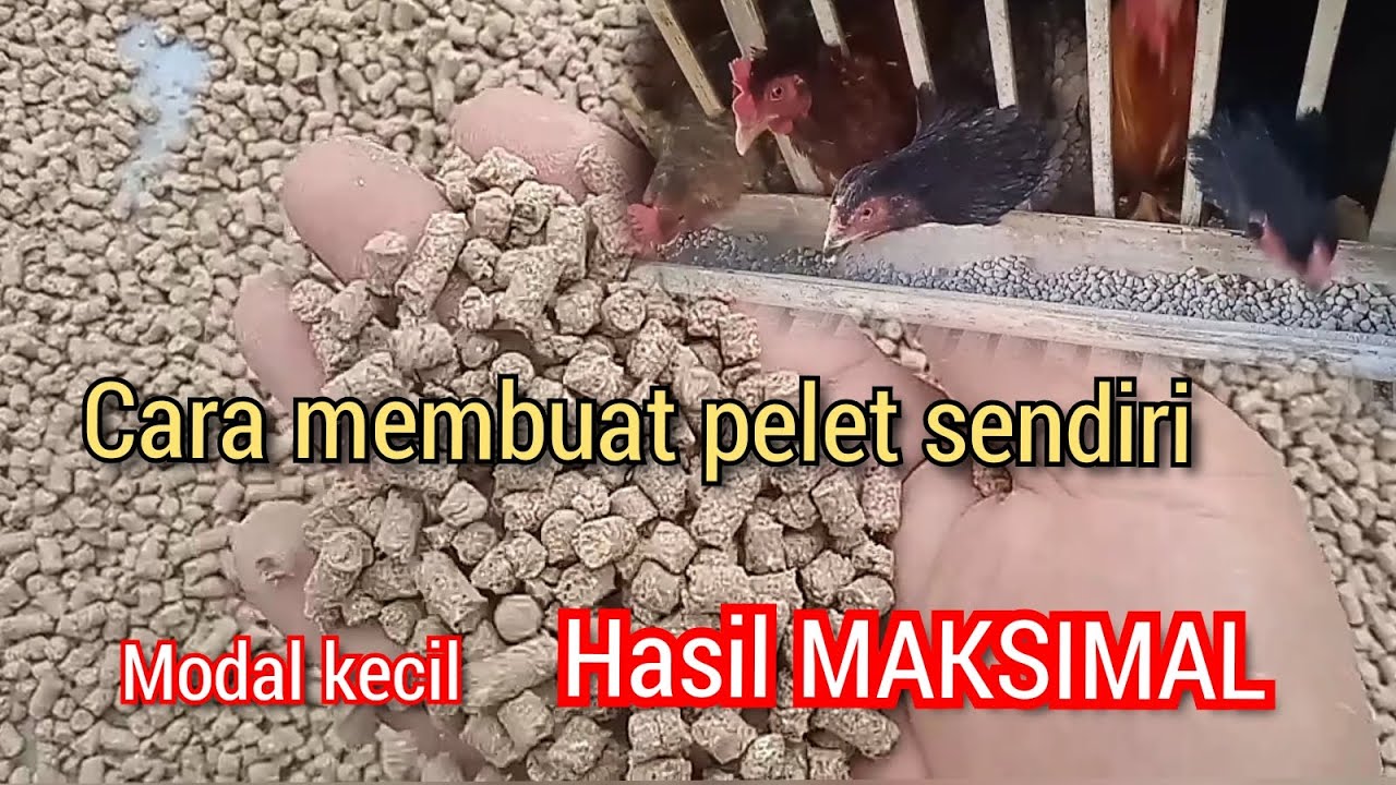 Cara saya membuat pelet racikan sendiri untuk ternak ayam
