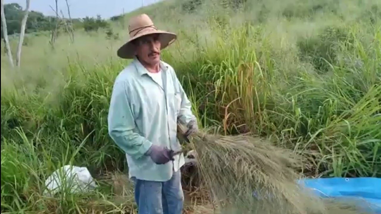 como cortar  semilla de  Guinea  para hacer  pastizales. 🐄🐄🇲🇽👍
