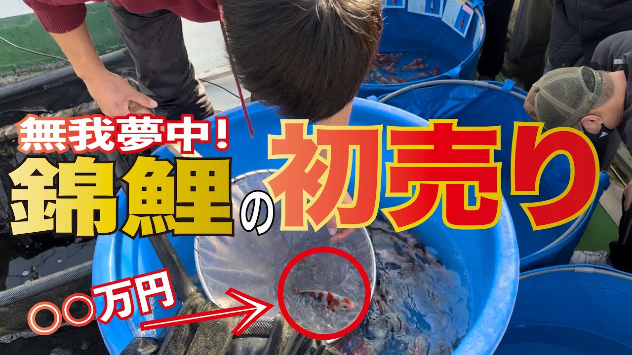 【2023年版】みんな夢中！丸筑魚苑のお正月は楽しいですよ　#nishikigoi #錦鯉 #錦鯉販売