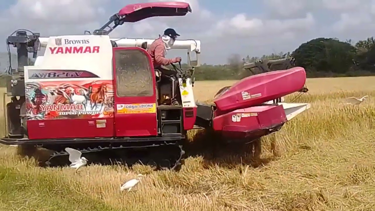 Yanmar combinehavester sri lanka paddy croping 