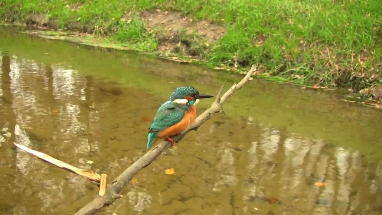 Vroege Vogels - IJsvogel op z'n mooist