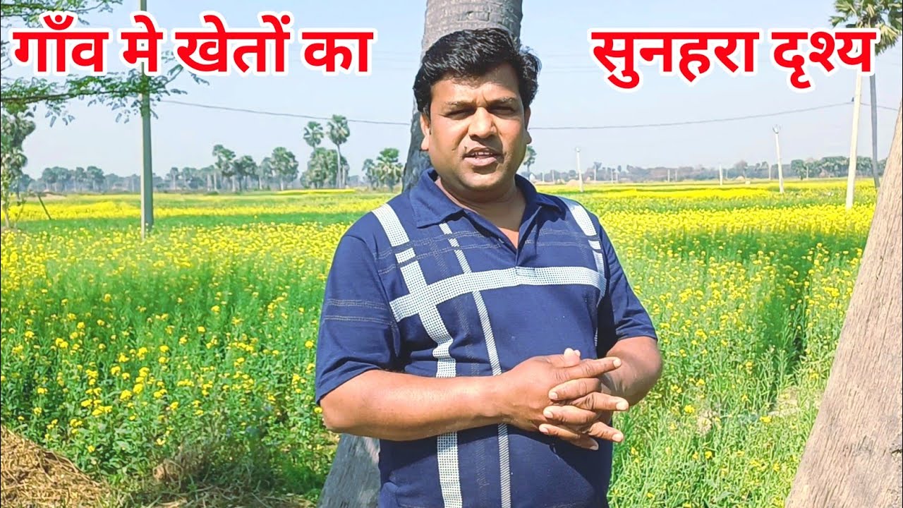 गाँव मे खेतों का सुनहरा दृश्य। Golden view of fields in the village. #villagelife #village #desivlog