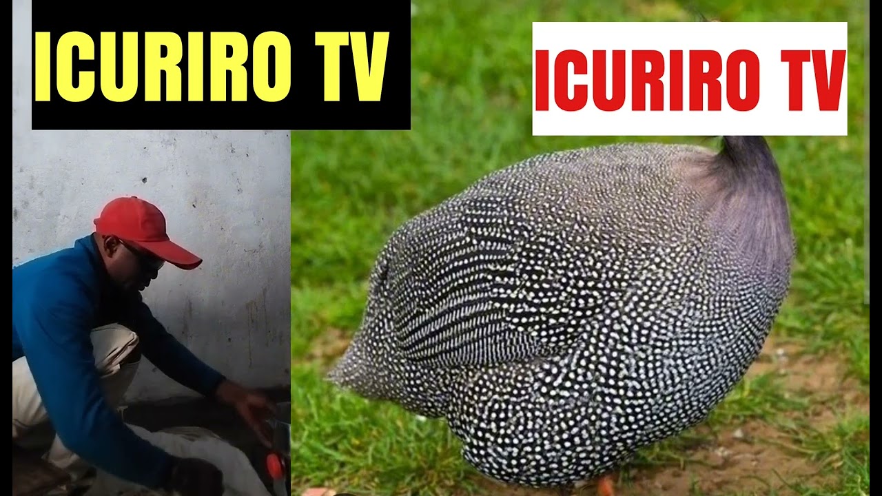 DORE UKO WAKORA IBIRYO BY'INKOKO M'URUGO I WAWE.