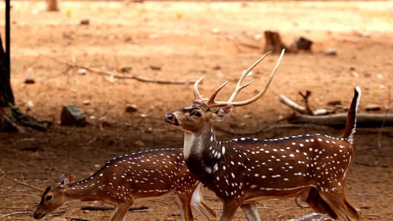 A fierce fight between male deer to mate with female deer