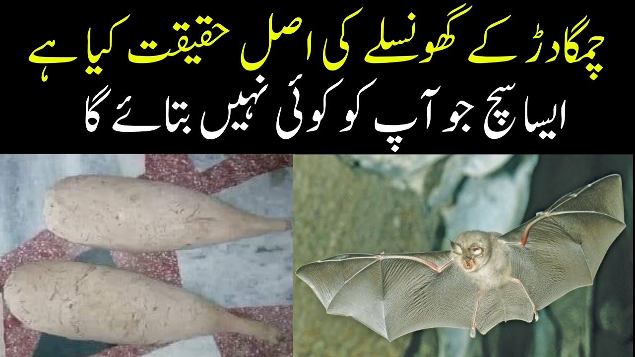 The Reality of Bat Nest in Pakistan | Chamgadar Ka Ghonsla