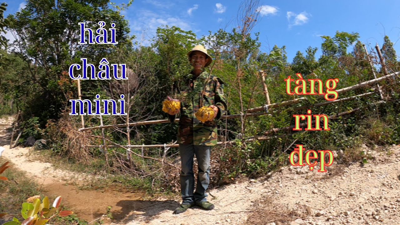 chuyến đi rừng khai thác những cây hải châu mini tàng tự nhiên