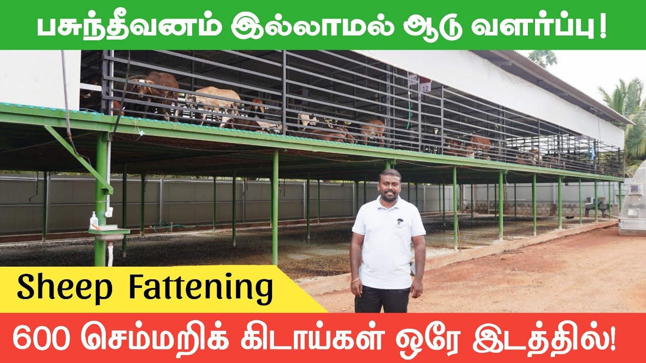 ஒரே இடத்தில் 600 செம்மறி கிடாய் வளர்ப்பு | Sheep Fattening 🐏