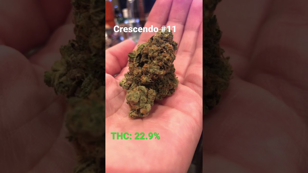 Crescendo #11