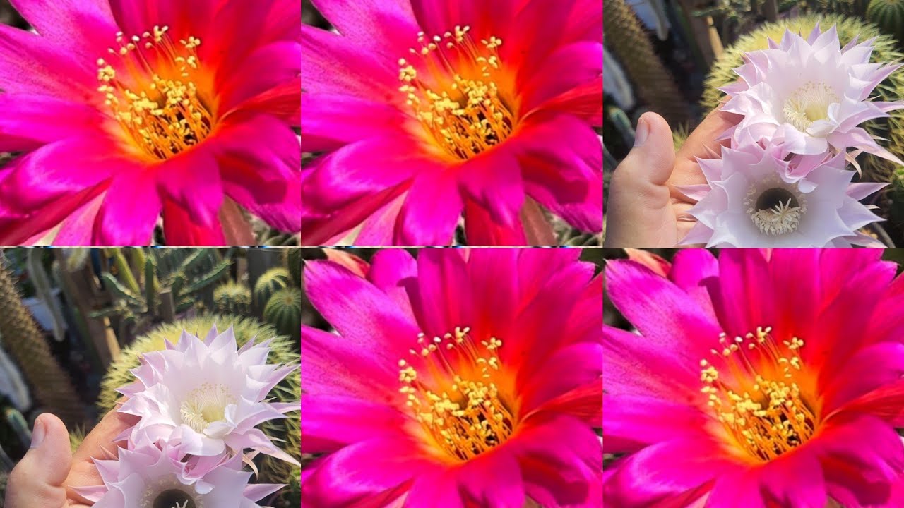 LOBÍVIAS TAILANDESAS: RECEBIDOS DO JARDIM NA VARANDINHA! (Arranjo de lobívias)