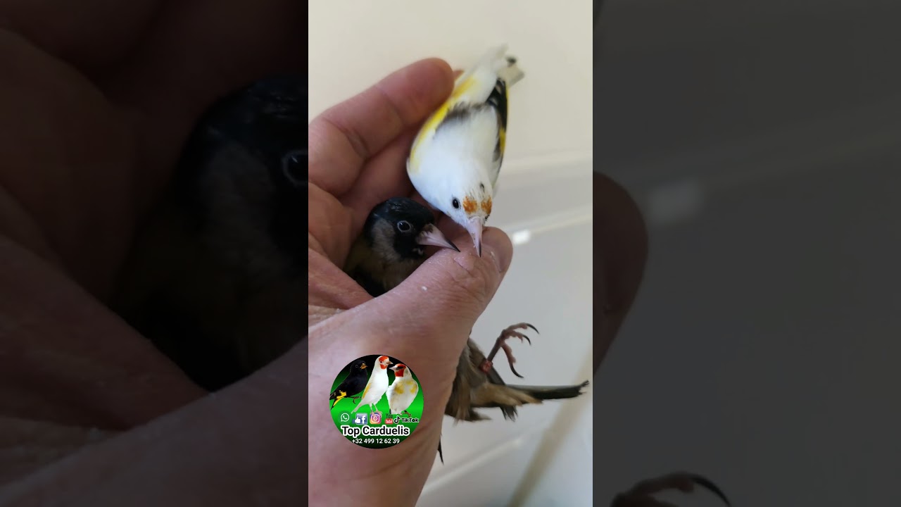 🖌️🎨🖼️ #parva #cardellino #carduelis #chardonneret #jilgueros #goldfinch #topcarduelis
