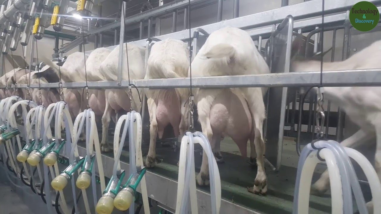 Wonderful Goat Farm with Modern Technology Farming with Modern High-Tech and Livestock Equipment