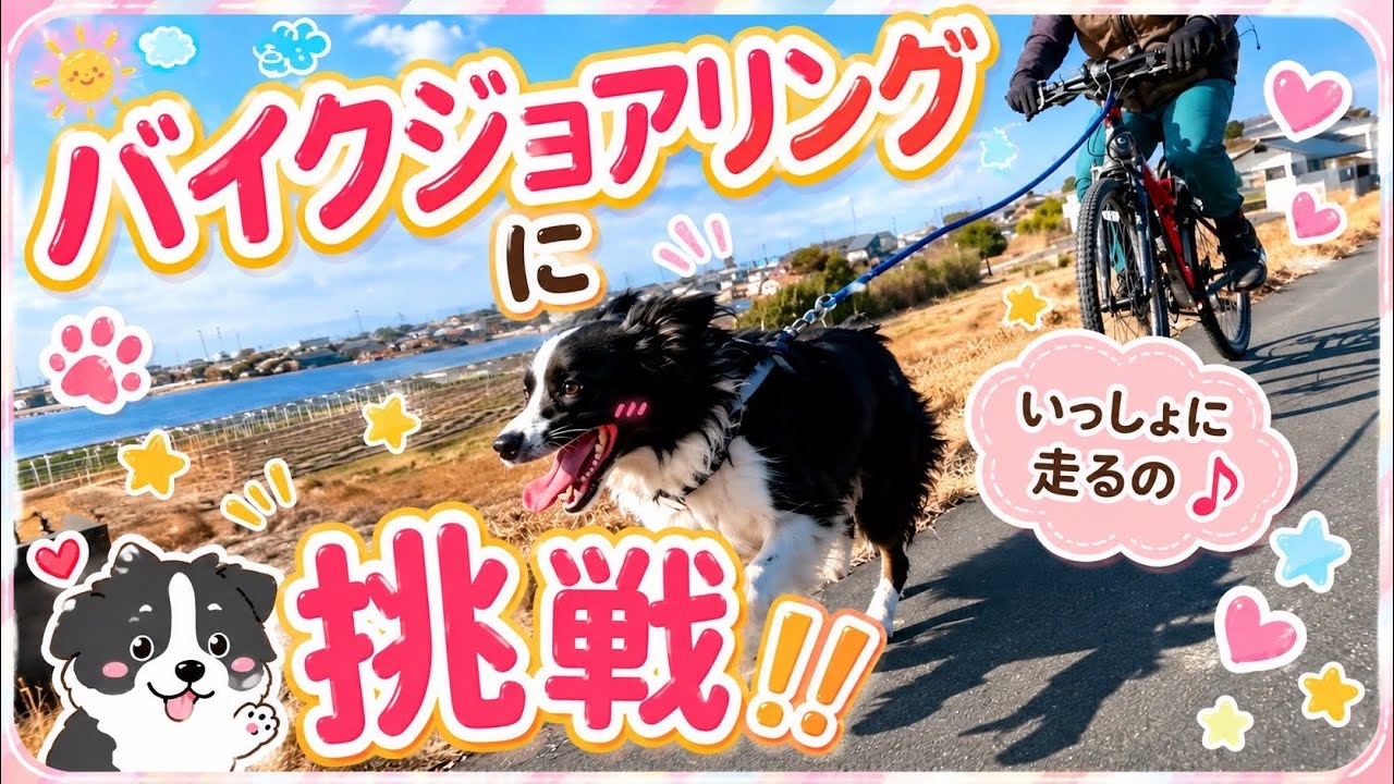 犬ぞりの自転車版！バイクジョアリングに挑戦！の練習！