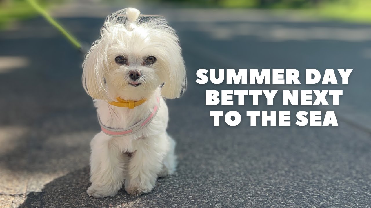 Maltese Dog Summer Day| Sea Vlog| Dog Vlog