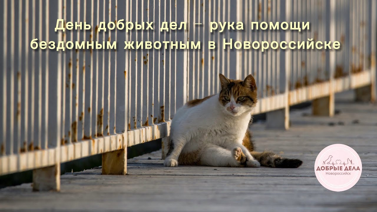 День добрых дел - рука помощи бездомным животным в Новороссийске