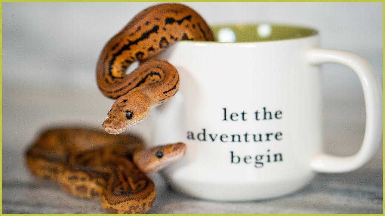 Espresso Ball Pythons! - New Stranger & Redhead Combos | #Hetflix 148