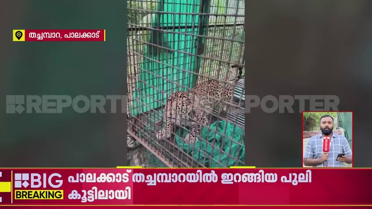 പാലക്കാട് തച്ചമ്പാറയില്‍ ഇറങ്ങിയ പുലി വനംവകുപ്പിന്റെ കൂട്ടിലായി| Palakkad