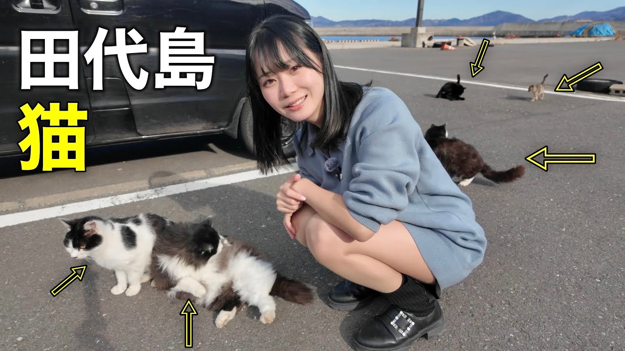 猫まみれ確定！田代島で“過去最多”の猫に囲まれてもう帰れません・・・【宮城県】