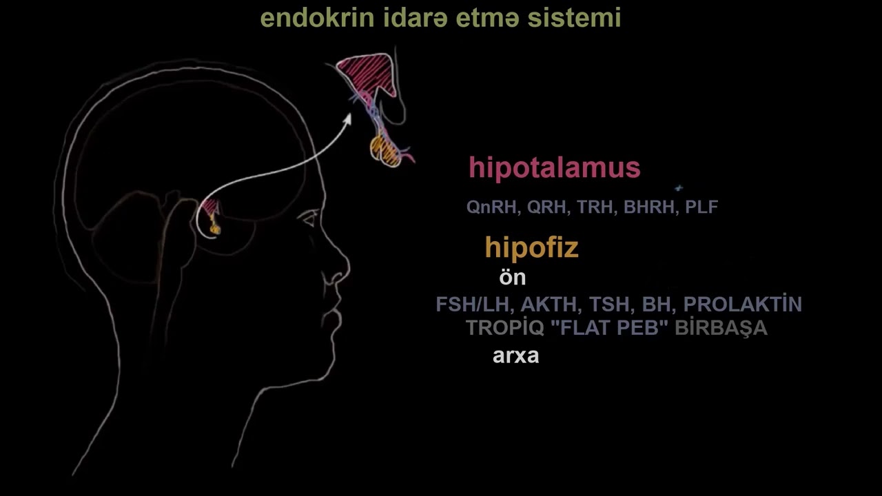 Hipotalamus və hipofiz vəzi