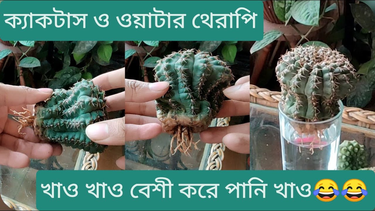ক্যাকটাস শুকিয়ে কাঠ!!! কি করবেন?? দিয়ে ফেলুন ওয়াটার থেরাপি