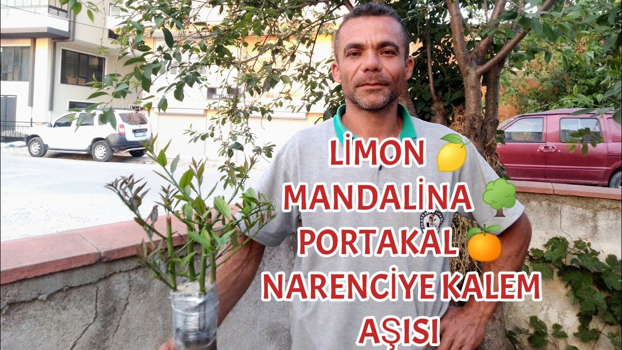 Limon Kalem Aşısı 🍋 Mandalina Kalem Aşısı 🍊 Portakal Kalem Aşısı #NarenciyeAşısı #TurunçAşısı