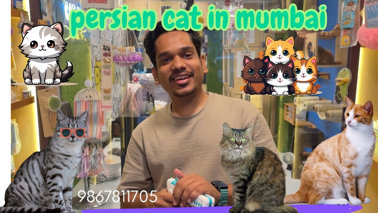 🐈Persian Cat Store In Mumbai | Healthy Kittens | Trained cats | Pan🇮🇳Delivery | Book Now 