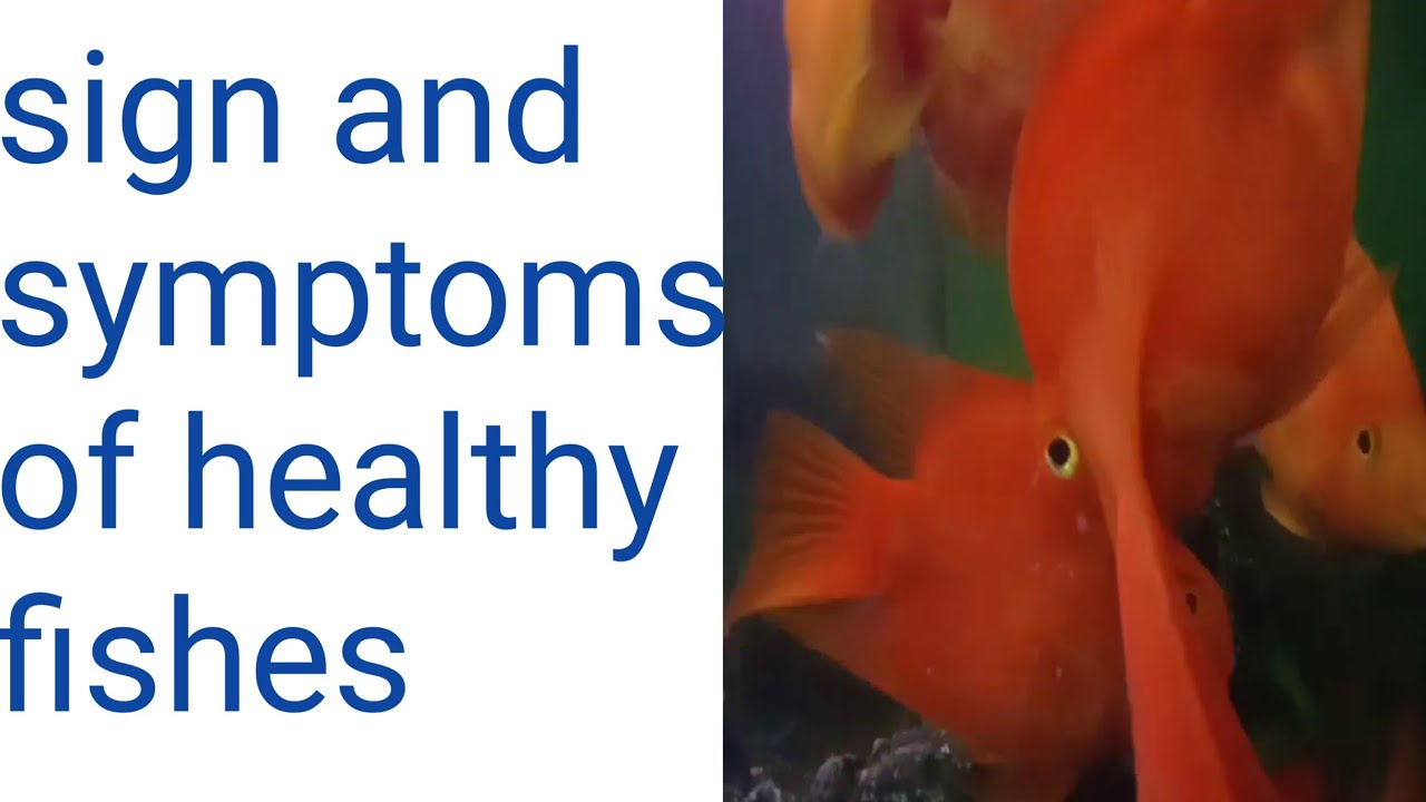 how to know if aquarium fish is healthy or not? || Sign of healthy fishes