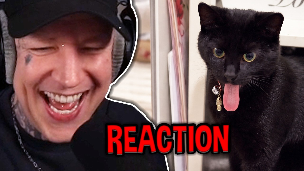 ZU GEIL! 🤣 Monte REAGIERT auf Daily Dose Of Internet.. 😂 | MontanaBlack Reaktion