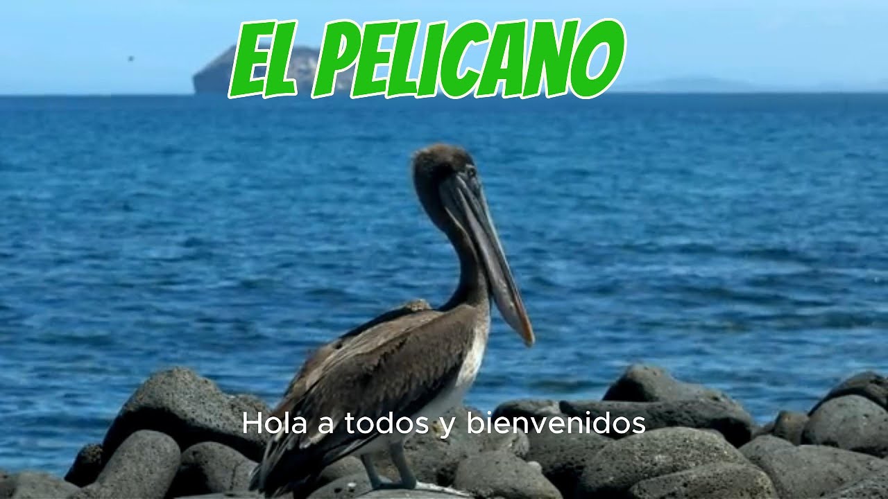 El PELICANO, El Guardián de la Bahía  🦢✨🏞️
