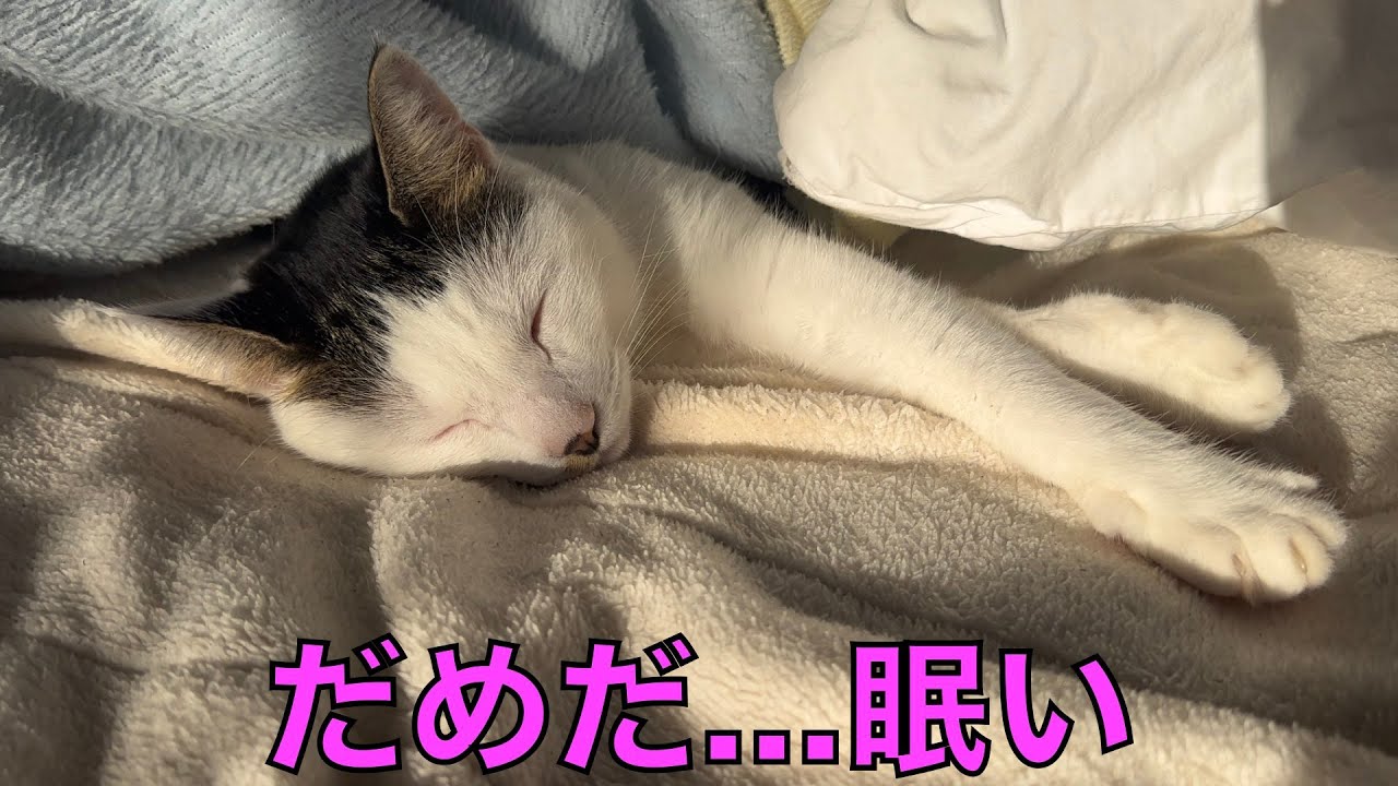 保護猫ナターシャの508日目：午後の眠気に負ける