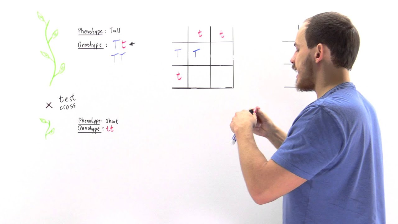 Test Cross (Determining Genotype)
